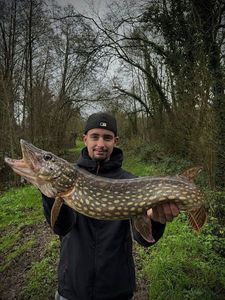 Northern Pike