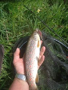 Brown Trout