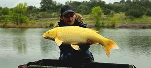 Koï Fish