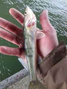 Zander