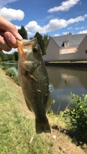 Largemouth Bass