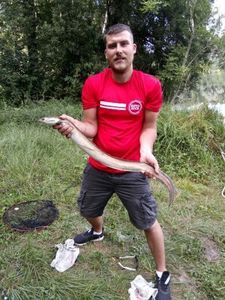 European Eel (Common Eel)