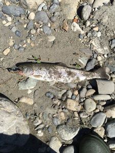 Rainbow Trout