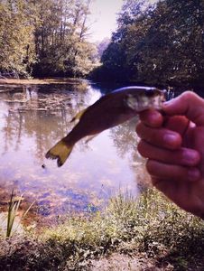 Largemouth Bass