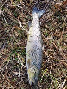 Brown Trout