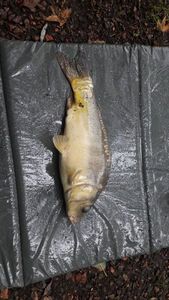 Leather Carp