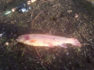 Golden Trout