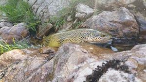 Brown Trout