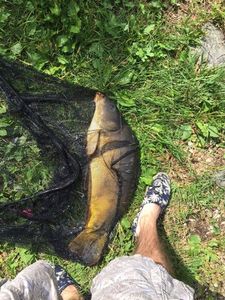 Mirror Carp