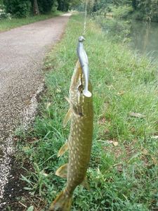 Northern Pike