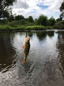 European Perch