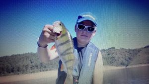 European Perch