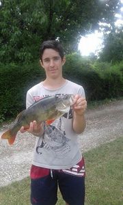 European Perch