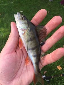 European Perch