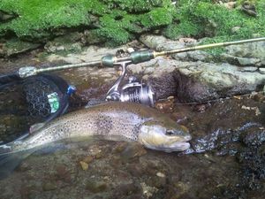 Brown Trout