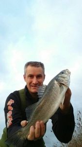 European Bass (Seabass)