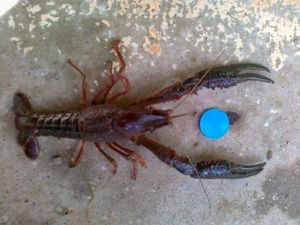 écrevisse louisiane