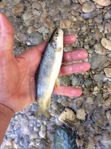 Brown Trout