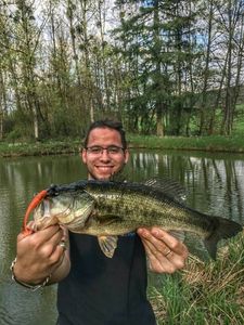 Largemouth Bass