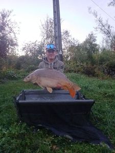 Mirror Carp