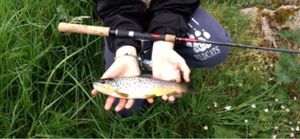 Brown Trout