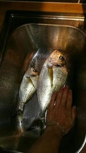 Gilthead Seabream