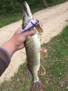 Northern Pike