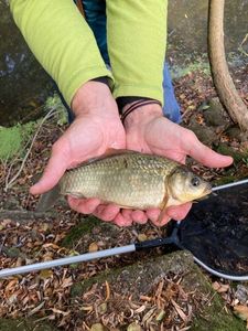 Crucian Carp