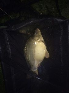 Leather Carp