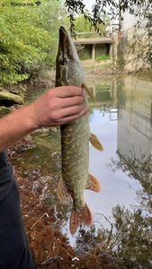 Northern Pike
