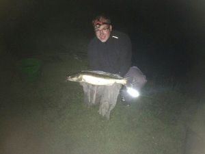 Zander