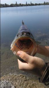 Largemouth Bass