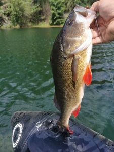 Yellow Perch