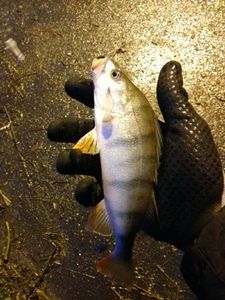 European Perch