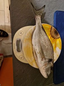 Gilthead Seabream
