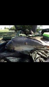 Mirror Carp