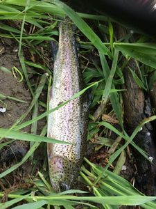 Rainbow Trout