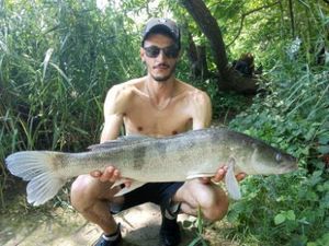 Zander