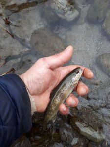 Brown Trout