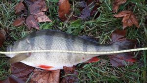 European Perch