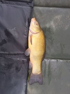 Tench