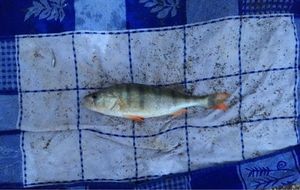 European Perch