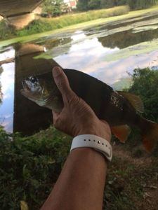 European Perch