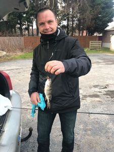 European Perch
