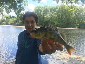 European Perch