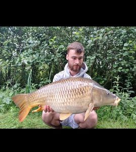 Common Carp