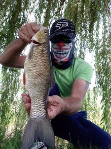 Monster Carnaさんが釣ったChub