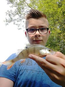 European Perch