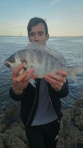 Black Seabream