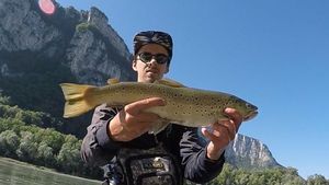 Brown Trout